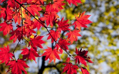 Few, They Tell Me, Finish Well